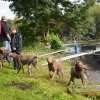 hundefamilien - treffen 09.09.2017   23